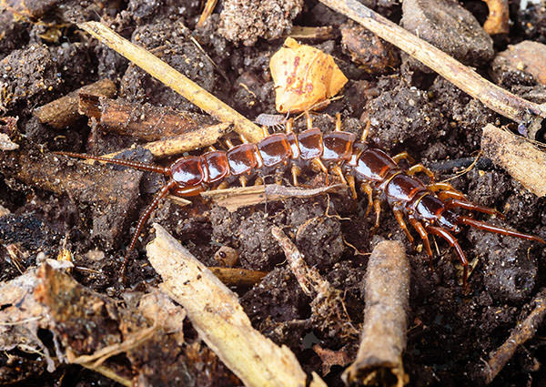 Centipede repellent discount